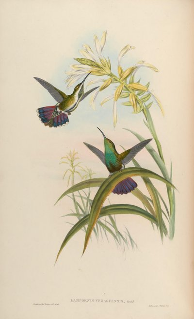 Lampornis veraguensis = Anthracothorax veraguensis door John Gould